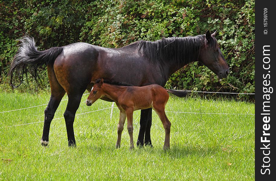 Bay Horse with her newly born Foal in an english meadow. Bay Horse with her newly born Foal in an english meadow