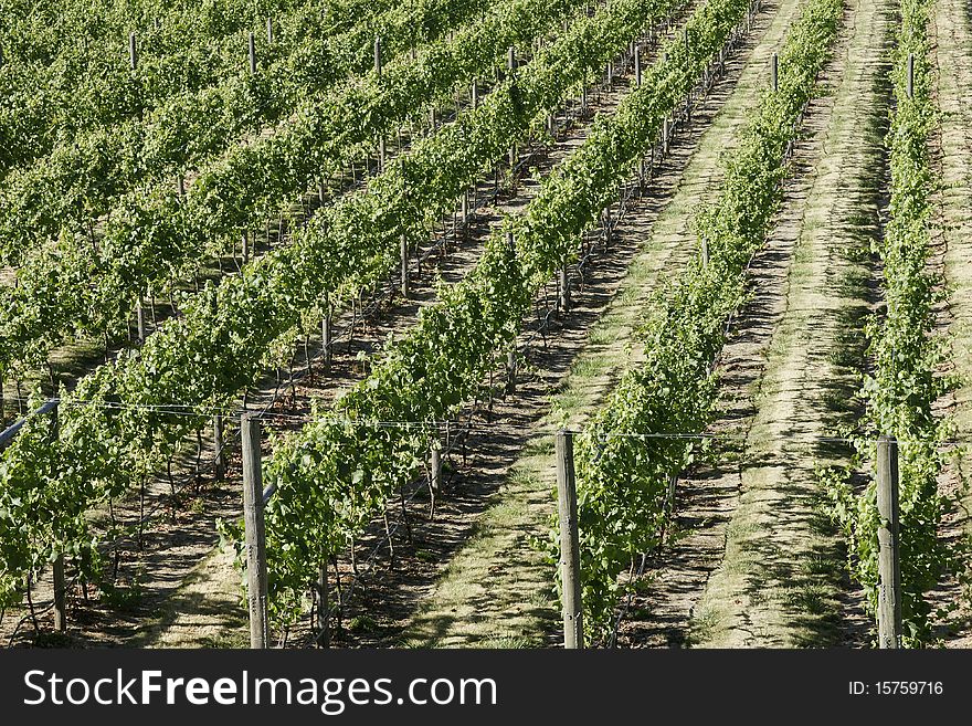 Rows of grapes in an Okanagan vineyard. Rows of grapes in an Okanagan vineyard.