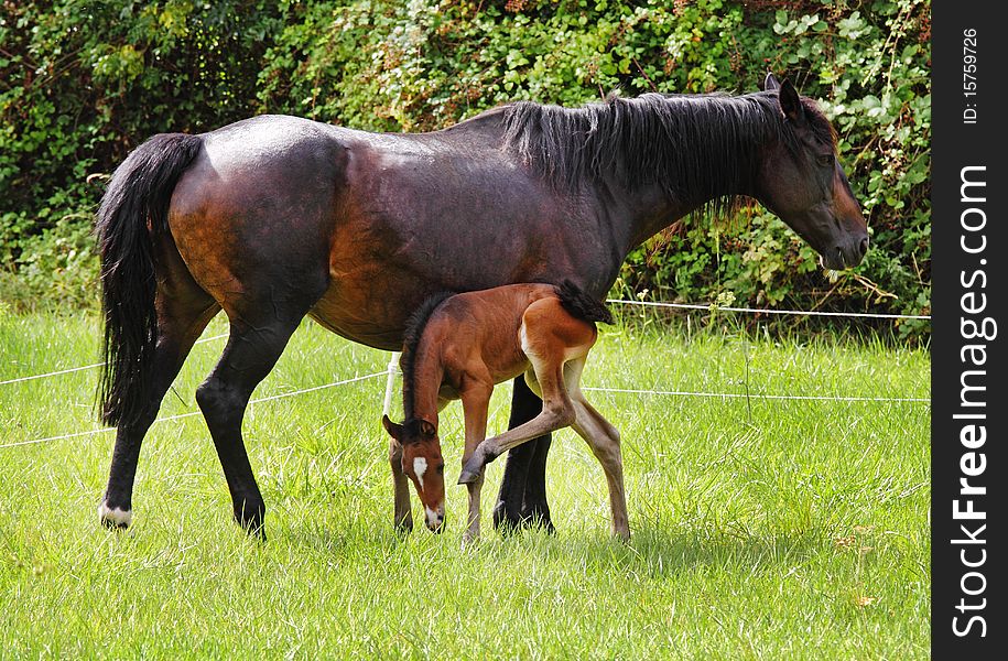 Bay Horse with her newly born Foal in an english meadow. Bay Horse with her newly born Foal in an english meadow