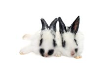 Two Black&white Baby Rabbits Stock Image