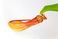 Nepenthes Alata, A Carnivorous Plant,with Green Le Royalty Free Stock Photos Nepenthes Alata, A Carnivorous Plant,with Green Le Royalty Free Stock Photos