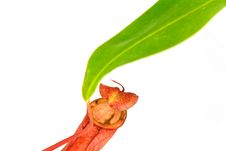Nepenthes Alata, A Carnivorous Plant,with Green Le Stock Images
