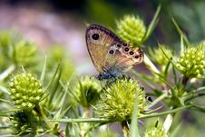 Brown Eye Butterfly Stock Photography