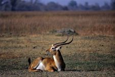Lechwe &x28;kobus Leche&x29; Royalty Free Stock Photography Lechwe &x28;kobus Leche&x29; Royalty Free Stock Photography