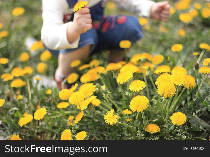 Child with dandelion in hand. Child with dandelion in hand