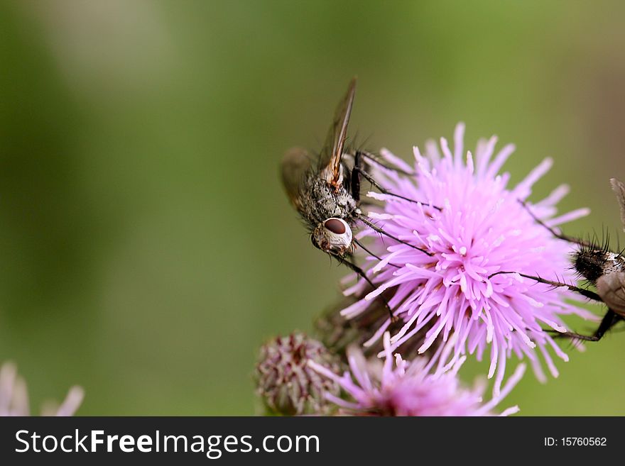 A fly eating the nectar from a thistle flower. A fly eating the nectar from a thistle flower