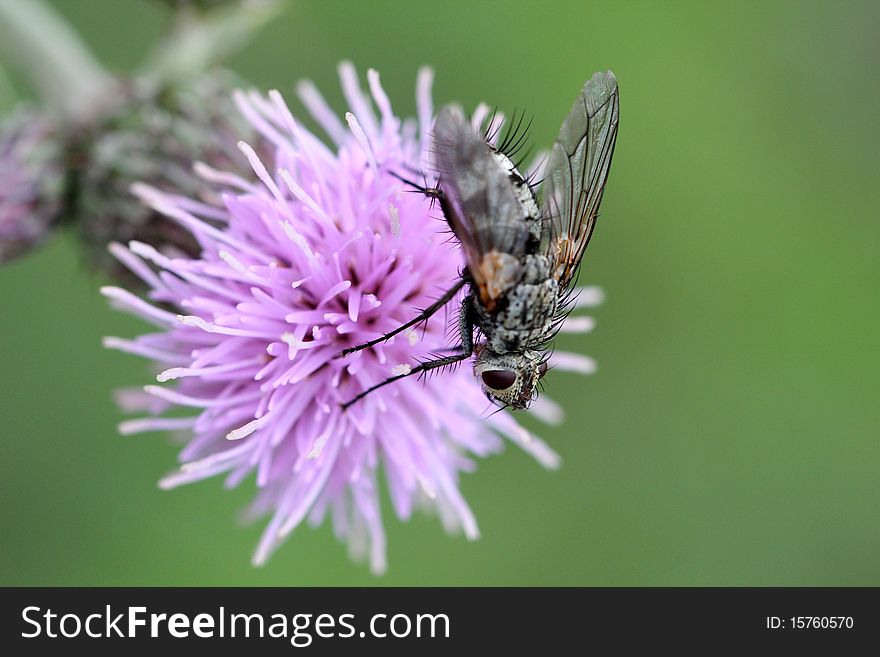 A close up of a fly on a thisle flower. A close up of a fly on a thisle flower