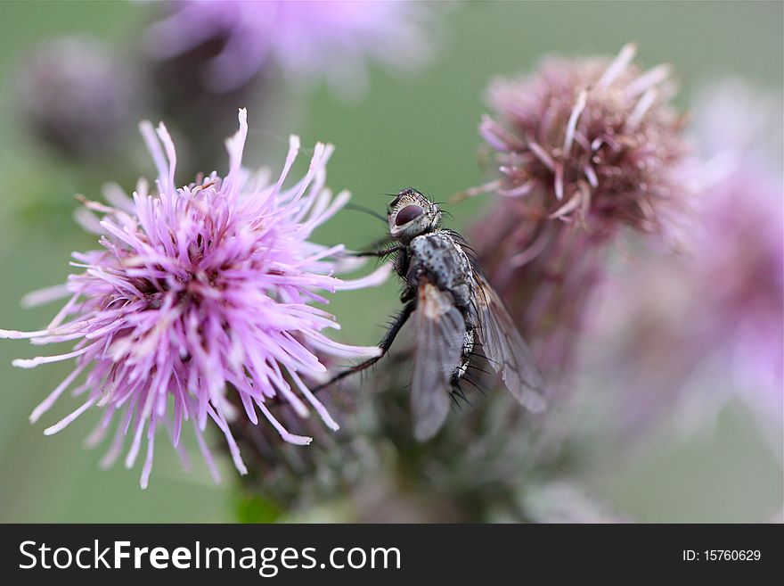 A close up of a fly on a thistle flower. A close up of a fly on a thistle flower