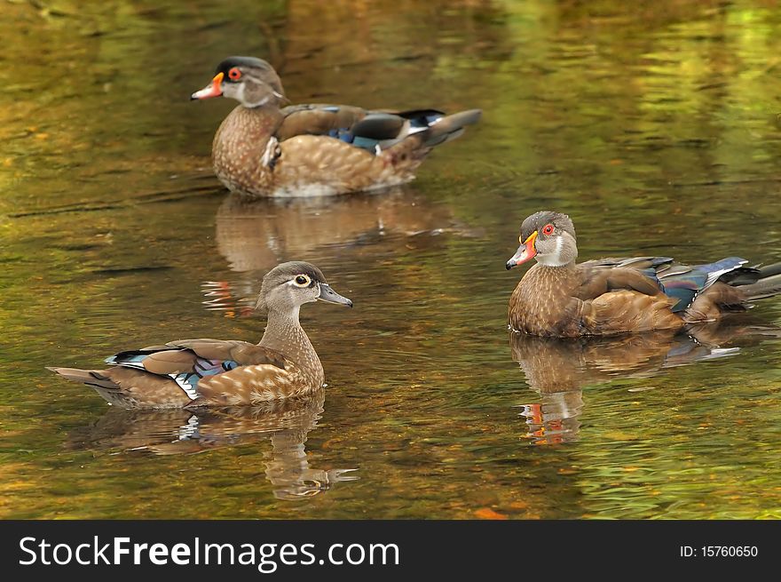 Two male and one female wood ducks swimming in a lake. Two male and one female wood ducks swimming in a lake