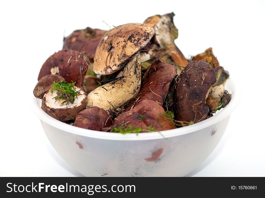 Some ripe forest mushrooms on a white background