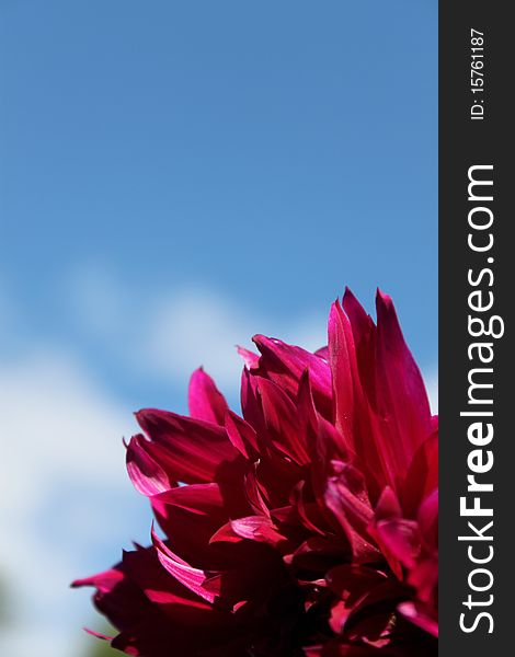 Red flower in the blue sky with clouds. Red flower in the blue sky with clouds