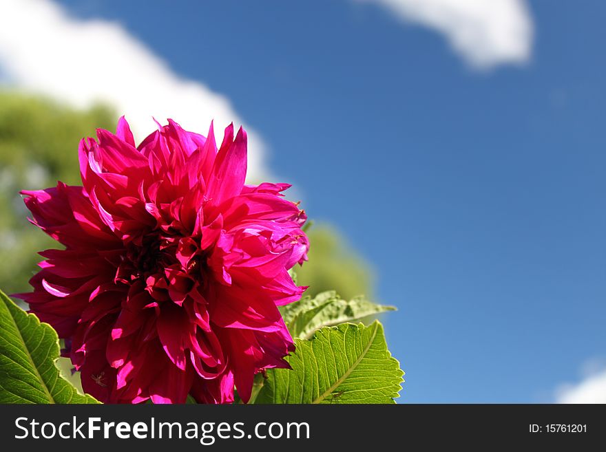 Red Flower In The Blue Sky