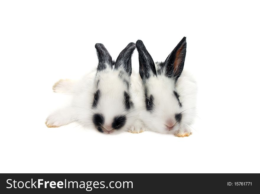 Two black&white baby rabbits isolated on white background