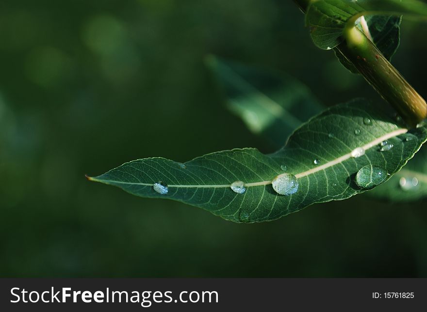 Sunlit Leaf With Water Drops