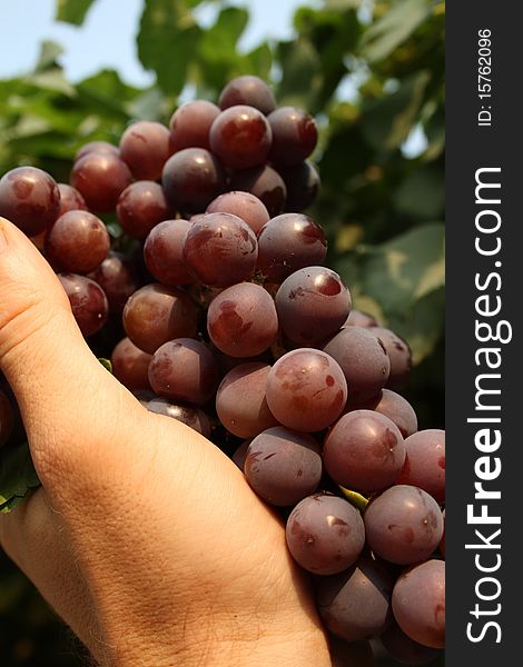 Bunch of pink grape on a hand with leafs on background. Bunch of pink grape on a hand with leafs on background