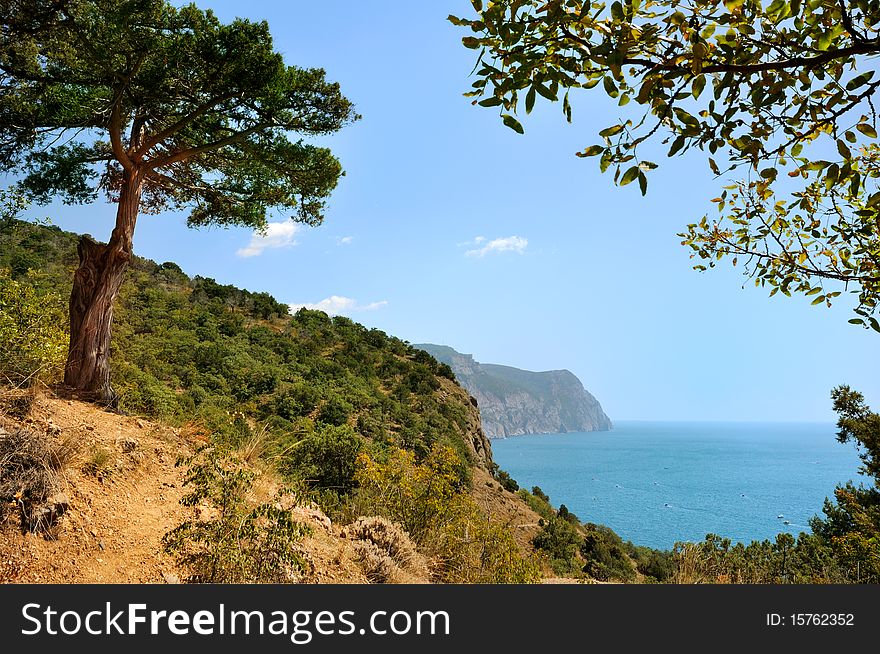 Juniper tree on the slope near the sea