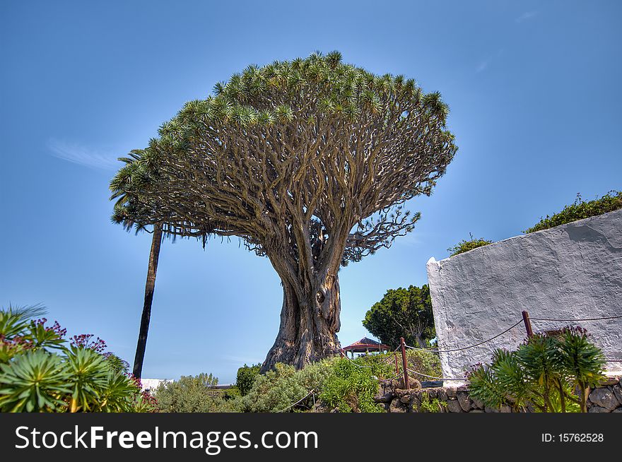 Millennial Drago tree at Icod de los Vinos, Tenerife Island