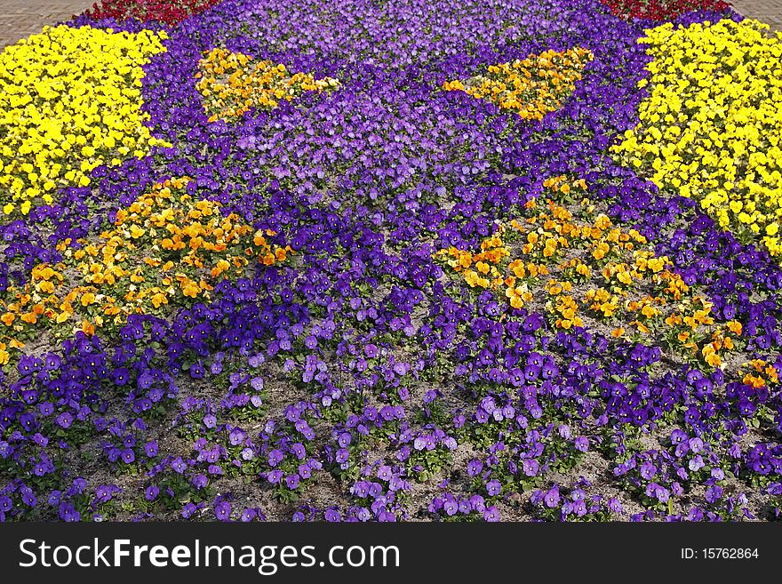 Viola-Hybrids in a park in spring, other english names are Tufted Pansy, Johnny-Jump-Up, Horned Violet, Horned Pansy, Pansy-Mix. Viola-Hybrids in a park in spring, other english names are Tufted Pansy, Johnny-Jump-Up, Horned Violet, Horned Pansy, Pansy-Mix