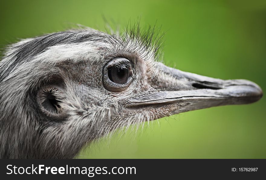Head of a nandu ostrich, macro shot on green background,outdoors