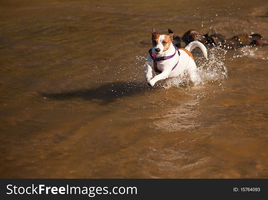 Playful Jack Russell Terrier Dog Playing in the Water.