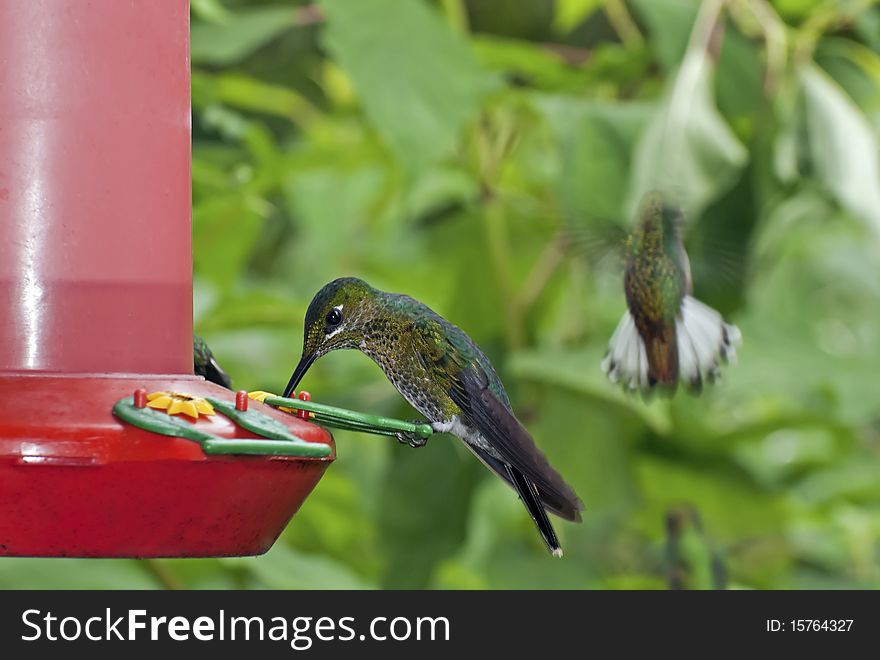 Hummingbird perched on a feeder
