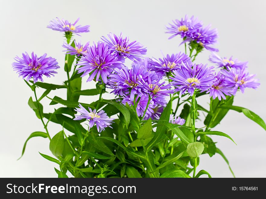 Purple Bouquet of Asters ,a close up shot