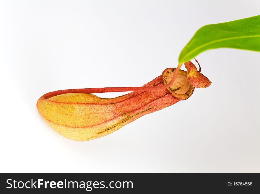 Nepenthes Alata, A Carnivorous Plant,with Green Le