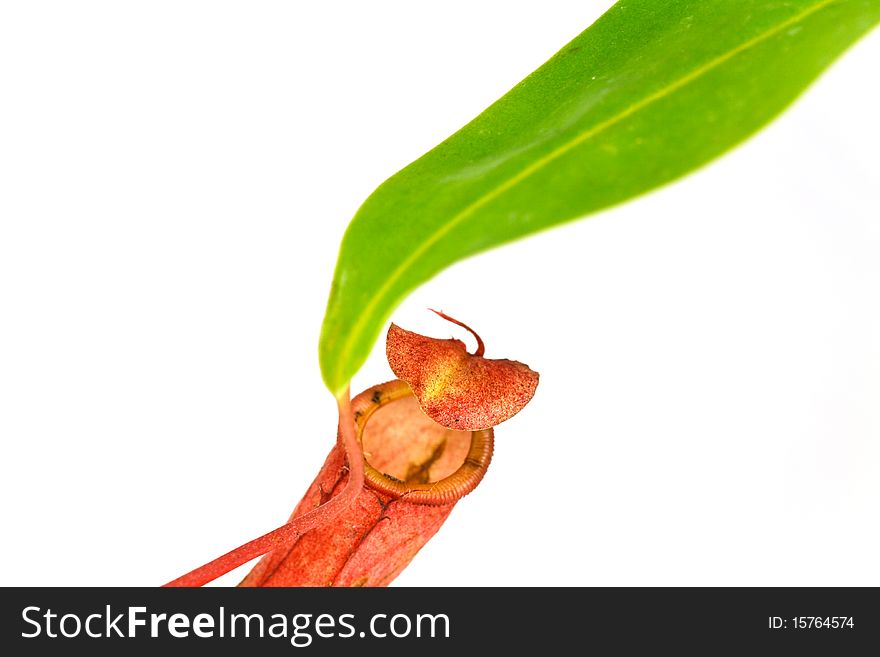 Nepenthes Alata, A Carnivorous Plant,with Green Le
