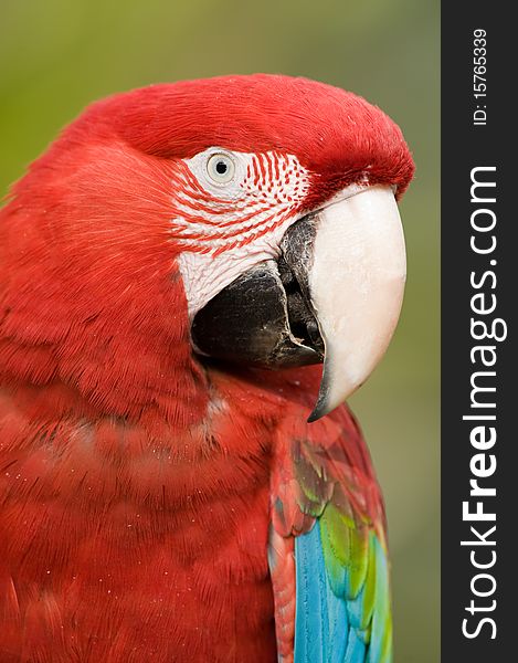Colorful parrot close up.