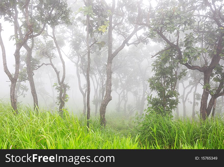 Wild forest full with foggy. Wild forest full with foggy.
