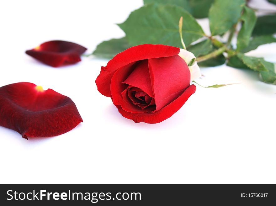 Red rose isolated on white background.