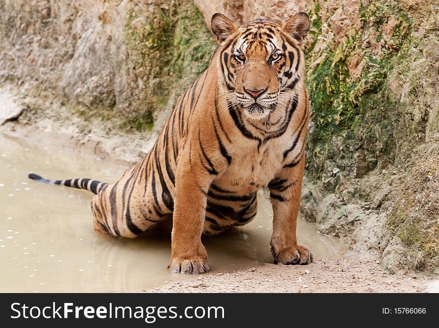 Portrait of tiger, living wild in a temple of thailand