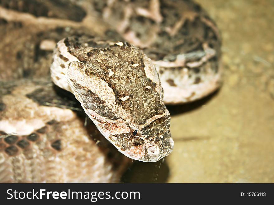 Snake head close up picture.