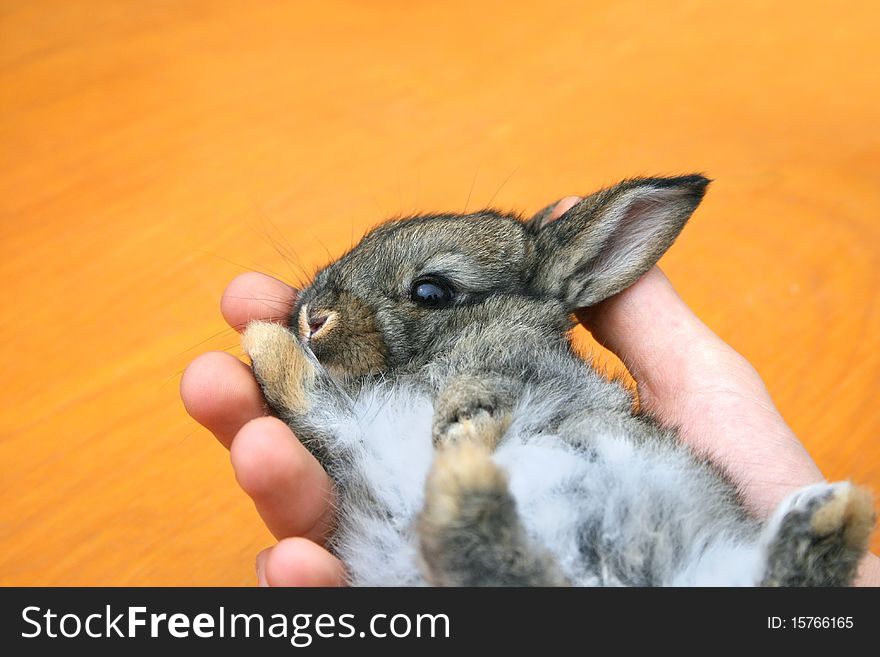 Young little brown and grey rabbit in the hand. Young little brown and grey rabbit in the hand.