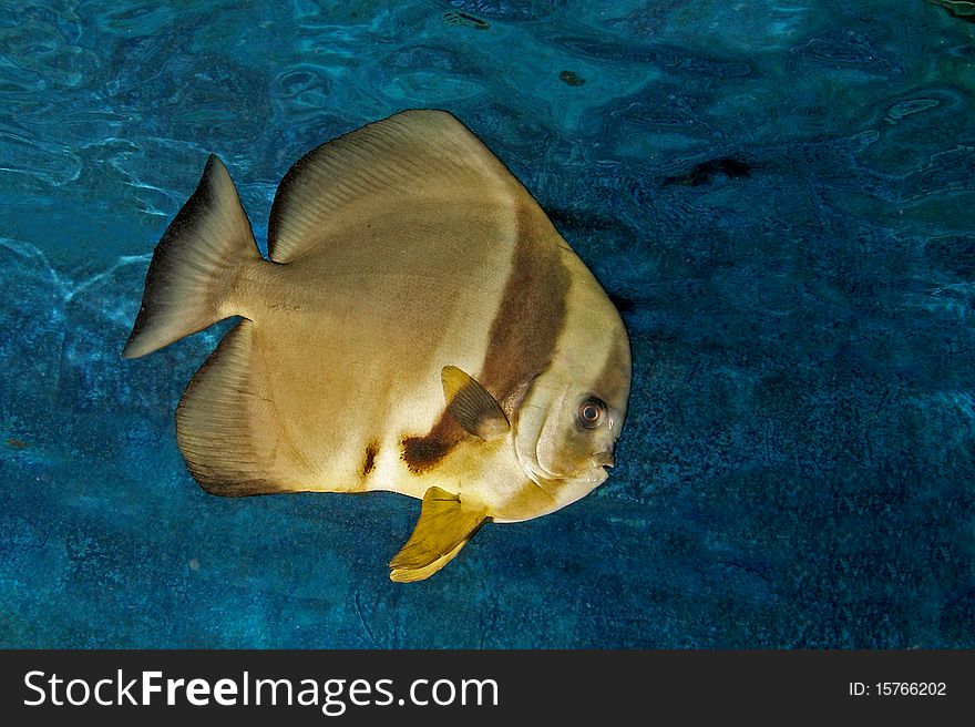 Platax or batfish