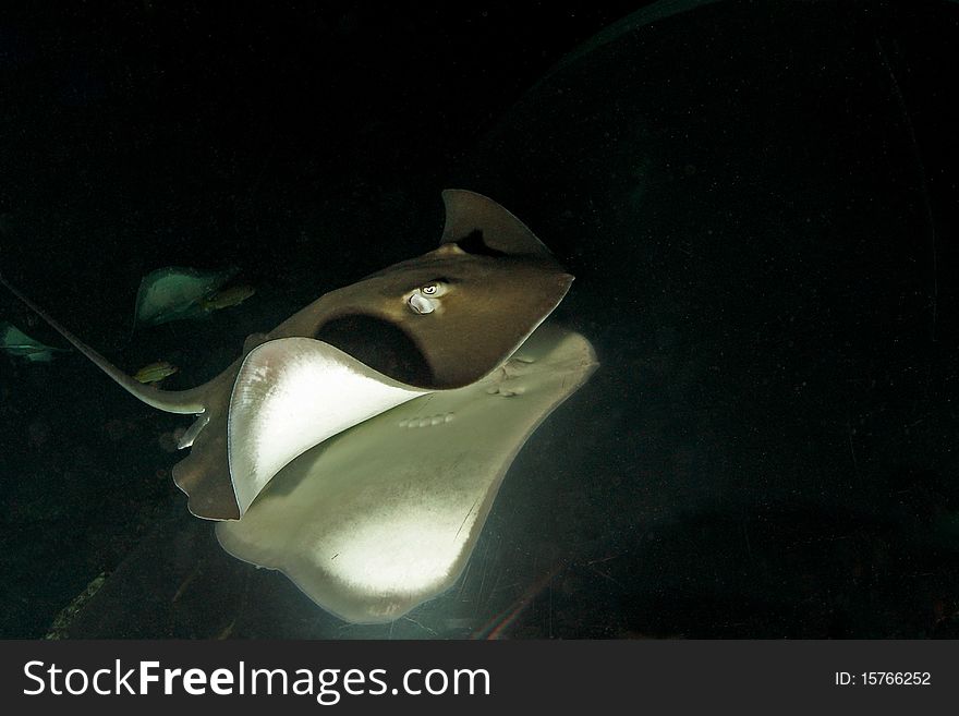 Sting ray, they are named after the barbed stinger (actually a modified dermal denticle) on their tail, which is used exclusively in self-defense. May reach a length of approximately 35 cm. Sting ray, they are named after the barbed stinger (actually a modified dermal denticle) on their tail, which is used exclusively in self-defense. May reach a length of approximately 35 cm.