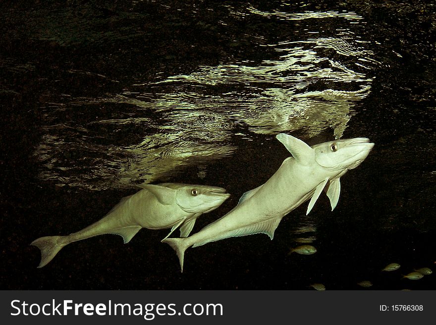 A remora, sometimes called a suckerfish,  can grow to 30–90 centimetres long. their distinctive first dorsal fin takes the form of a modified oval sucker-like organ with slat-like structures that open and close to create suction and take a firm hold against the skin of larger marine animals. A remora, sometimes called a suckerfish,  can grow to 30–90 centimetres long. their distinctive first dorsal fin takes the form of a modified oval sucker-like organ with slat-like structures that open and close to create suction and take a firm hold against the skin of larger marine animals.