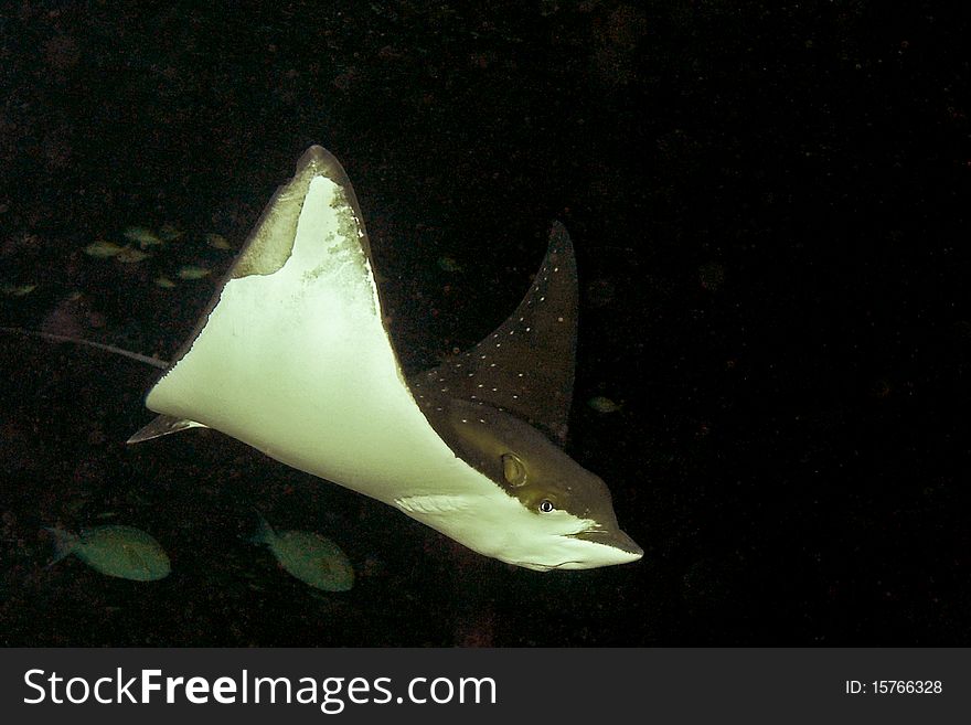 The eagle rays are a group of cartilaginous fishes in the family Myliobatidae, consisting mostly of large species living in the open ocean rather than on the sea bottom feed on mollusks and crustacean. The eagle rays are a group of cartilaginous fishes in the family Myliobatidae, consisting mostly of large species living in the open ocean rather than on the sea bottom feed on mollusks and crustacean