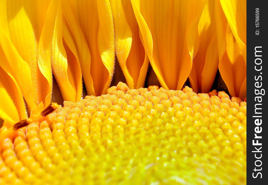 Yellow bloomer sunflower closeup background. Yellow bloomer sunflower closeup background.