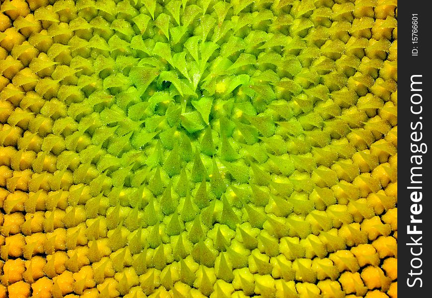 Sunflower texture.