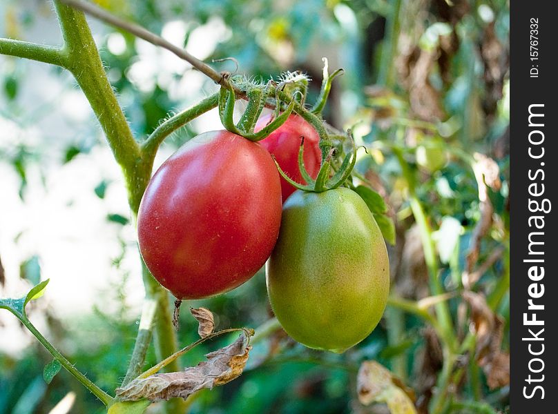 Tomatoes growing on a kitchen garden