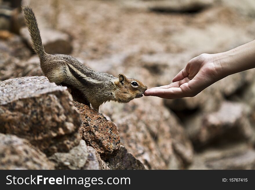 Chipmunk checks out an empty hand for food