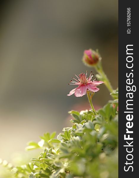 Cosmos fower on blurred background. Cosmos fower on blurred background