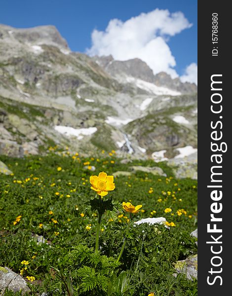 Yellow flowers in the Caucasus mountains. Yellow flowers in the Caucasus mountains