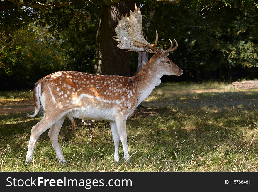 Dappled deer with great horning in forest