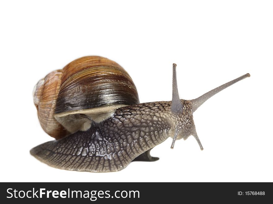 Jumping snail isolated on white background