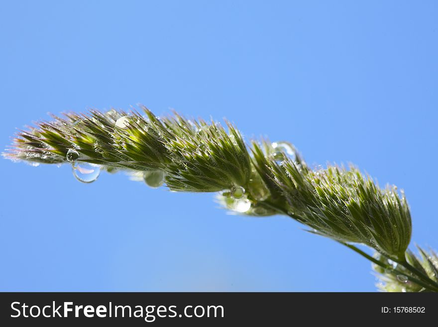 Closeup of grass spikelet with water drops on background of blue sky