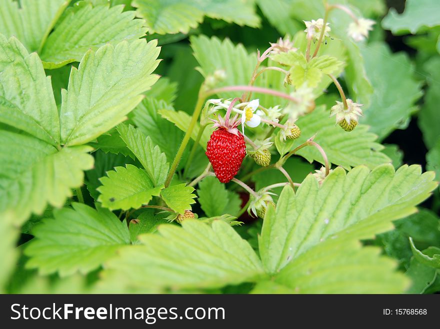 Approximate the fruit of the strawberry bush. Approximate the fruit of the strawberry bush