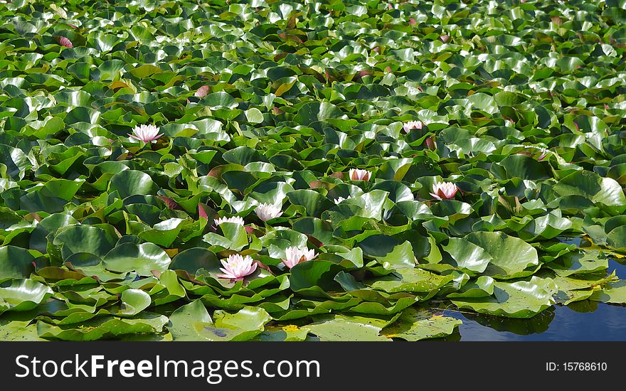 Natural Waterlilyes.