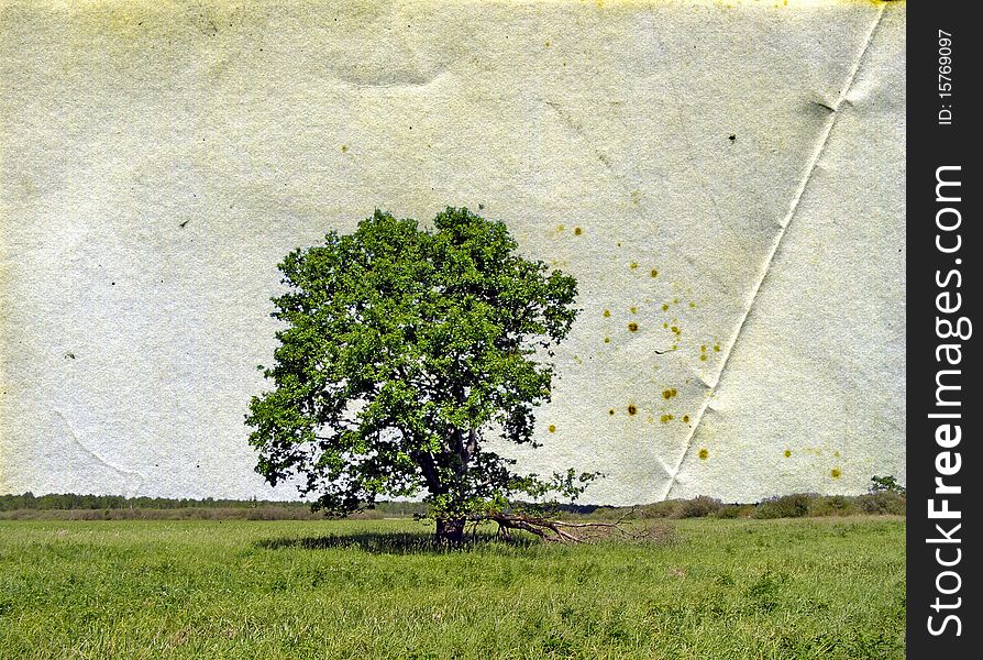 Oak on field on grunge background